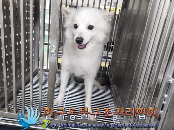 종료(입양) 스피츠…
