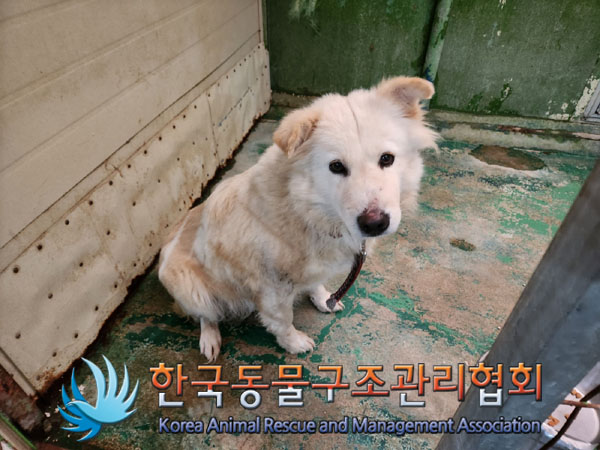 종료(반환) 믹스견…
