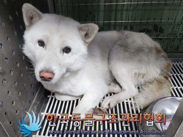 종료(안락사) 믹스…