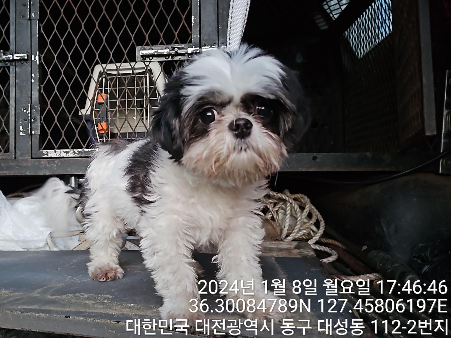 대전동물보호센터_430364202400007