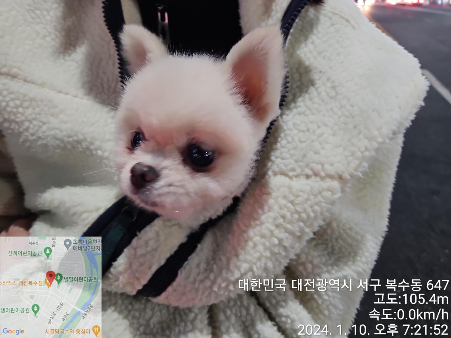 보호중 포메라니안의…