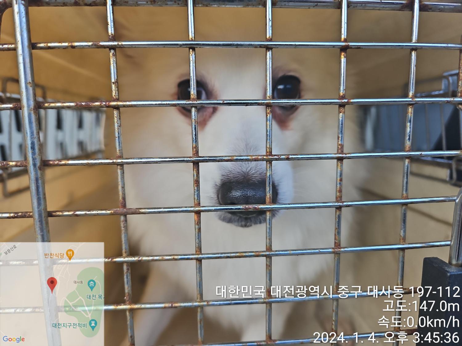 종료(반환) 믹스견…
