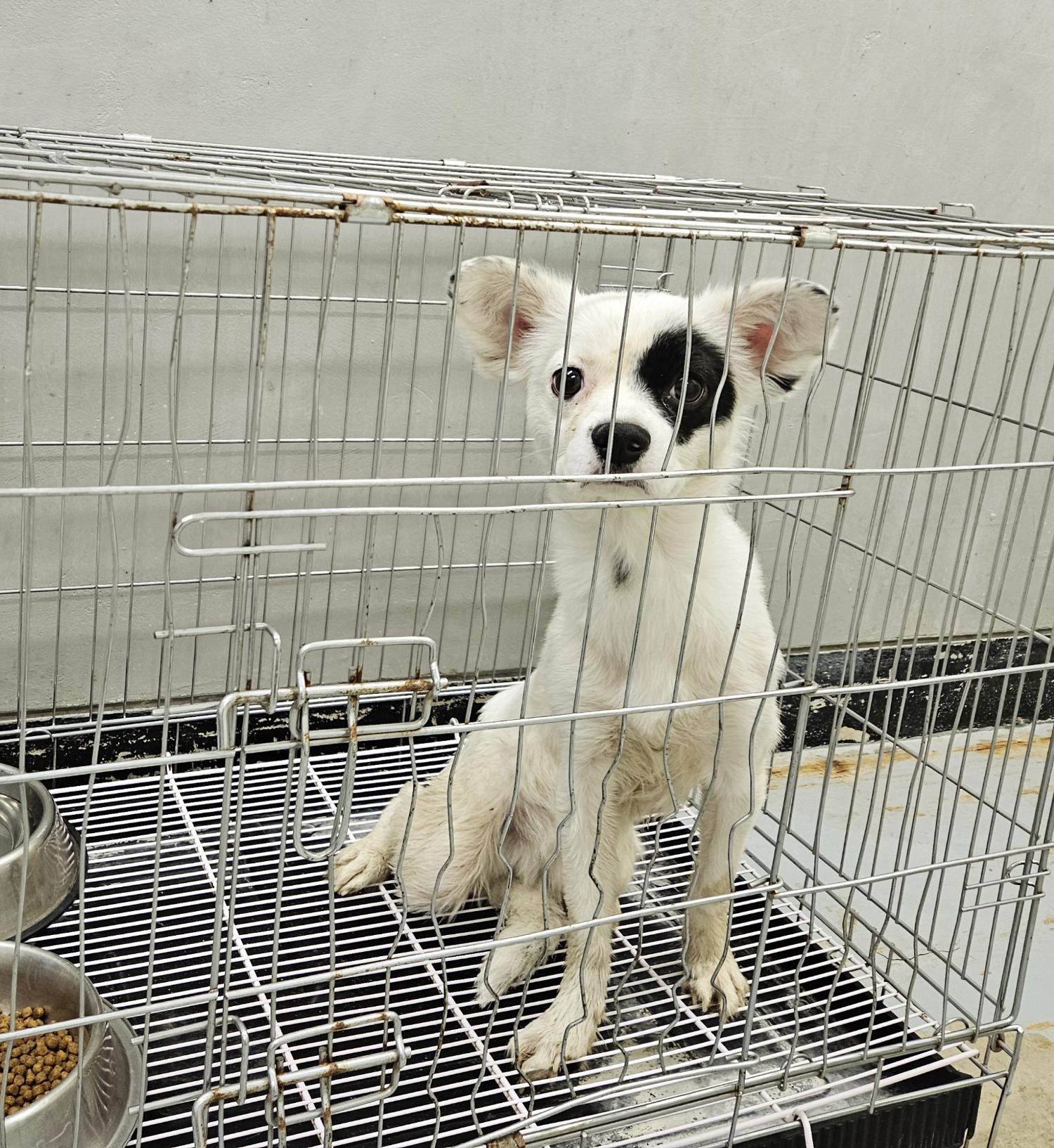 통영시동물보호센터_448533202400008