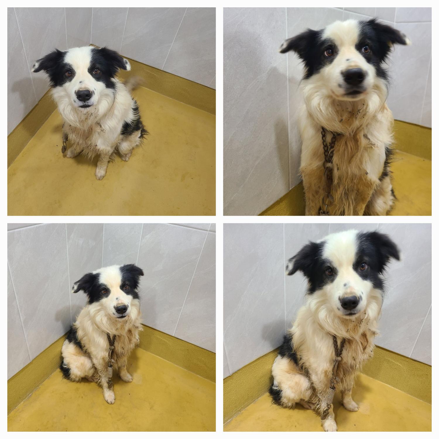 천안시 동물보호센터_444449202400043