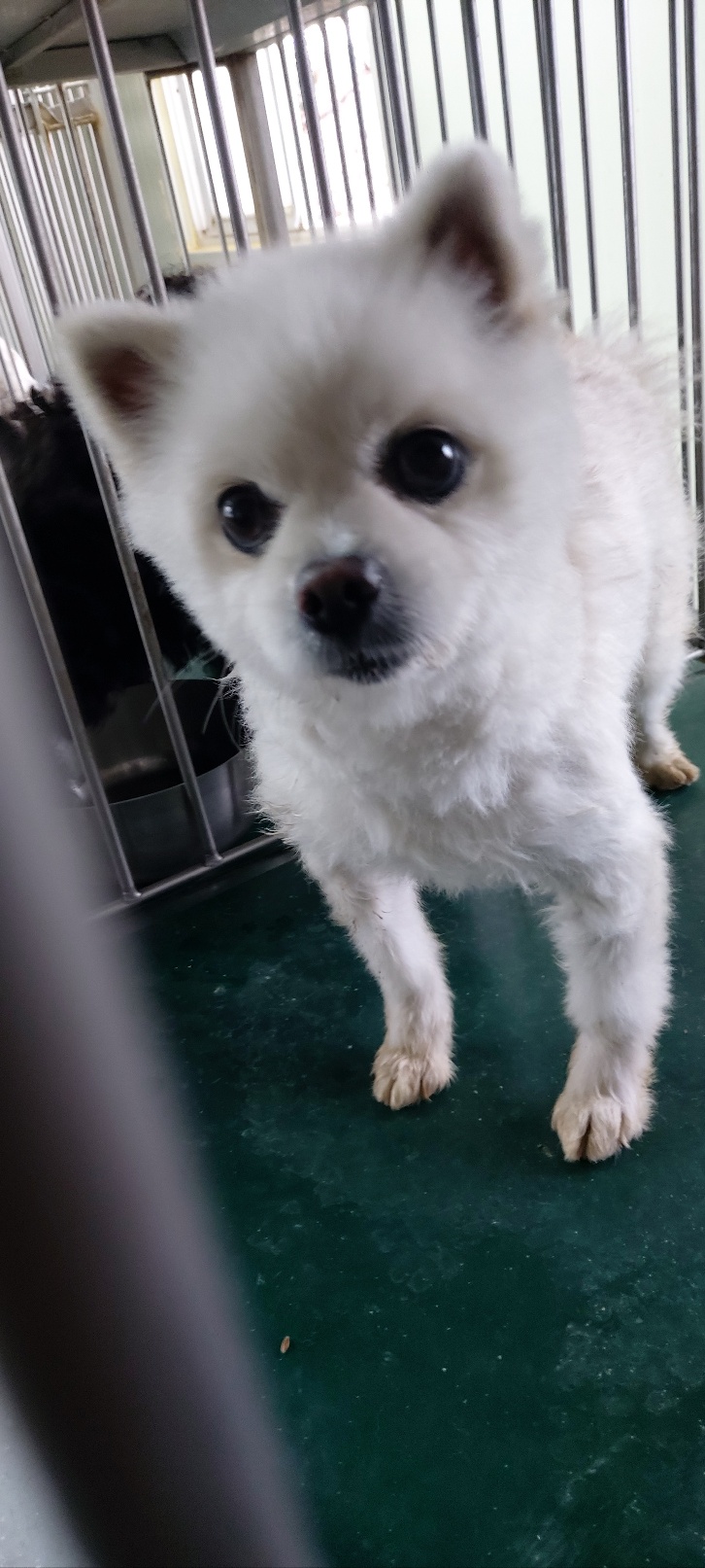 보호중 포메라니안의…