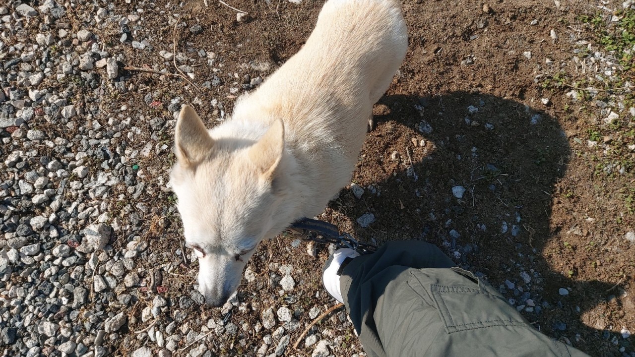 산청동물보호센터_448545202400006