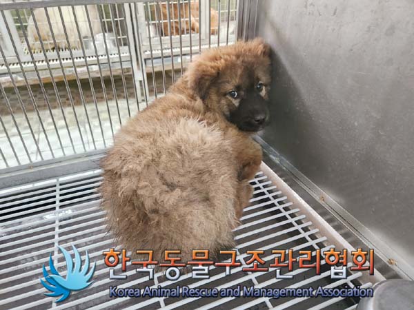 종료(안락사) 믹스…