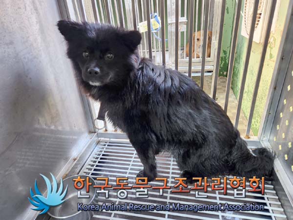 종료(기증) 믹스견…