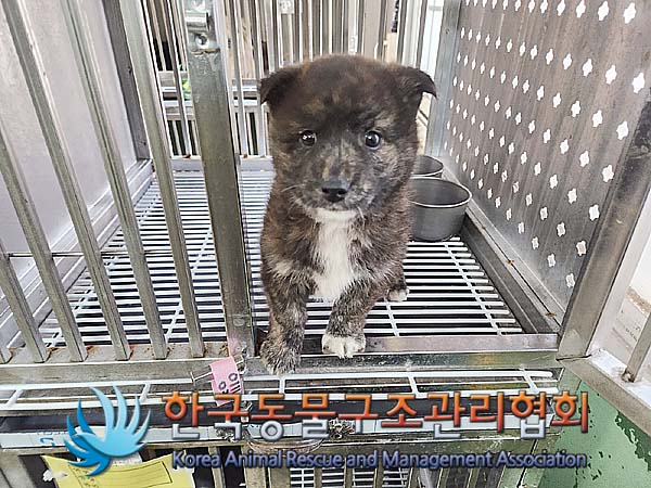 종료(입양) 믹스견…