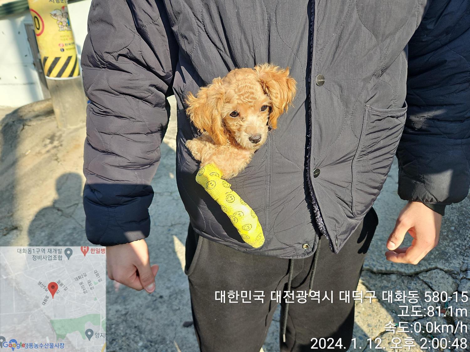 종료(입양) 푸들의…