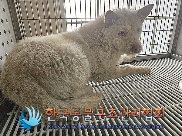한국동물구조관리협회_441560202400020