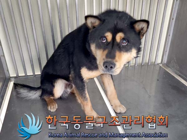 종료(반환) 믹스견…