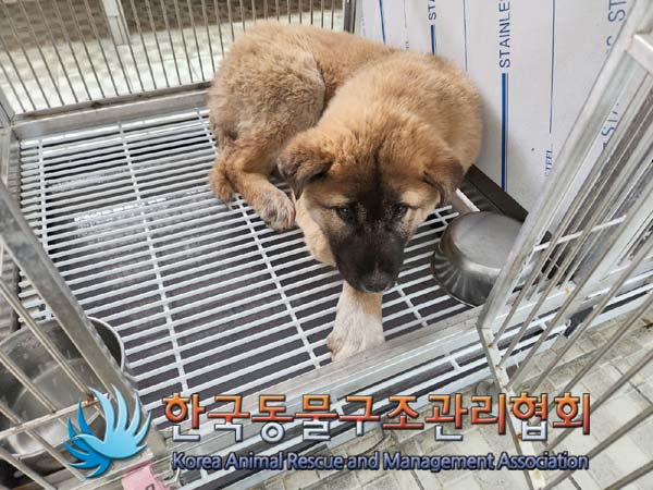 한국동물구조관리협회_411311202400003