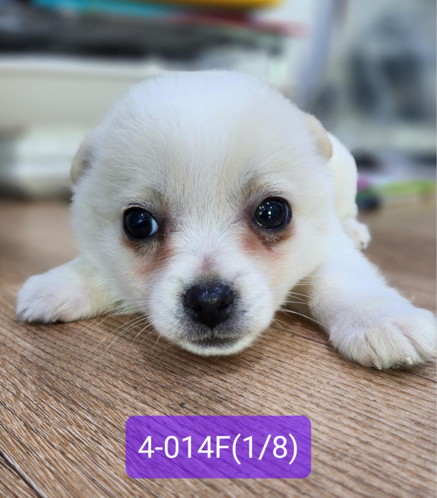 고성군유기동물보호소_448542202400065