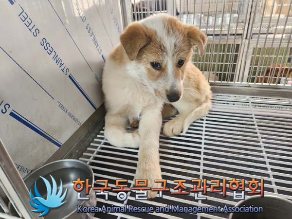 한국동물구조관리협회_441560202400023