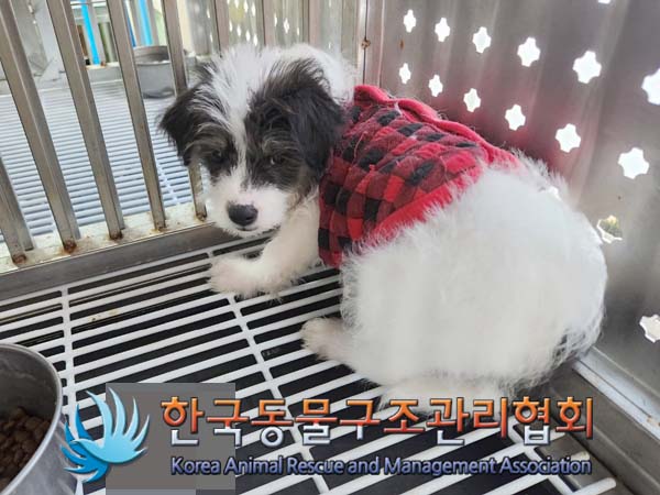 종료(반환) 믹스견…