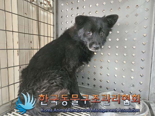 한국동물구조관리협회_441406202400050