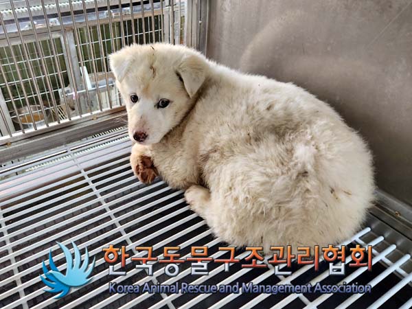 종료(안락사) 믹스…