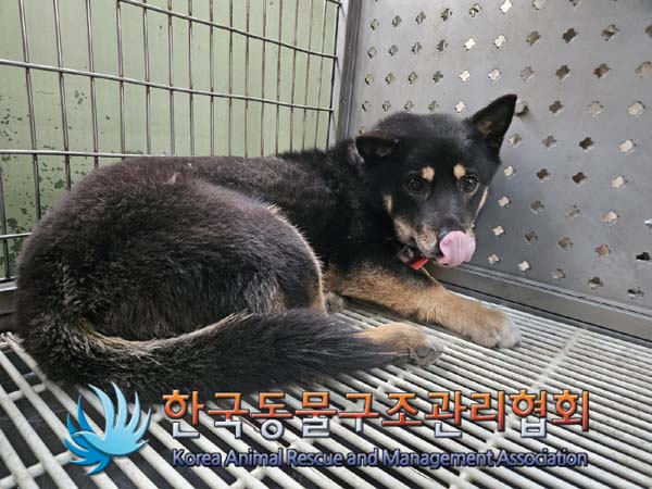 한국동물구조관리협회_441398202400003