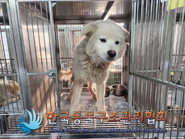 종료(안락사) 믹스…