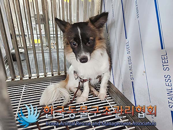 한국동물구조관리협회_441559202400015