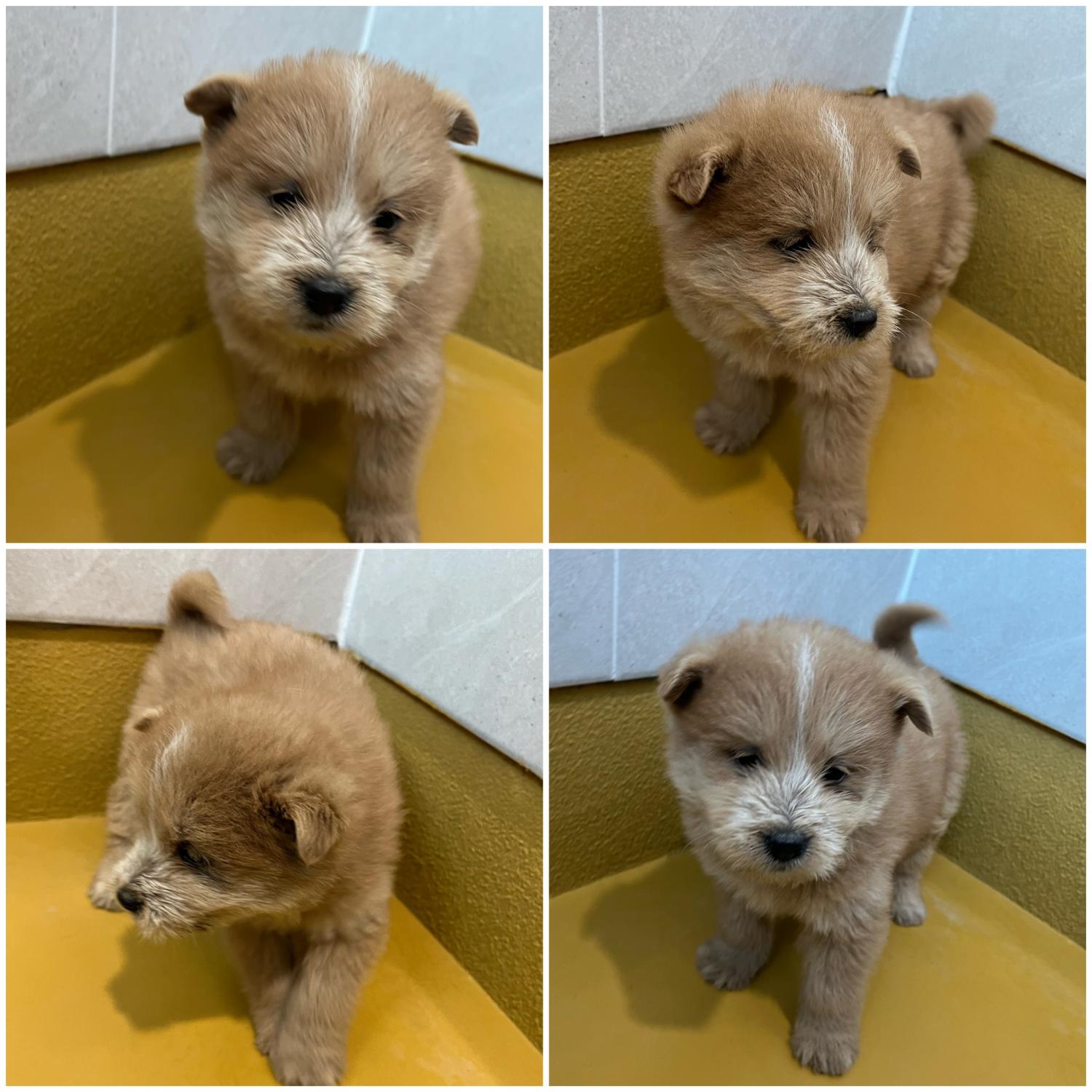 천안시 동물보호센터_444449202400050