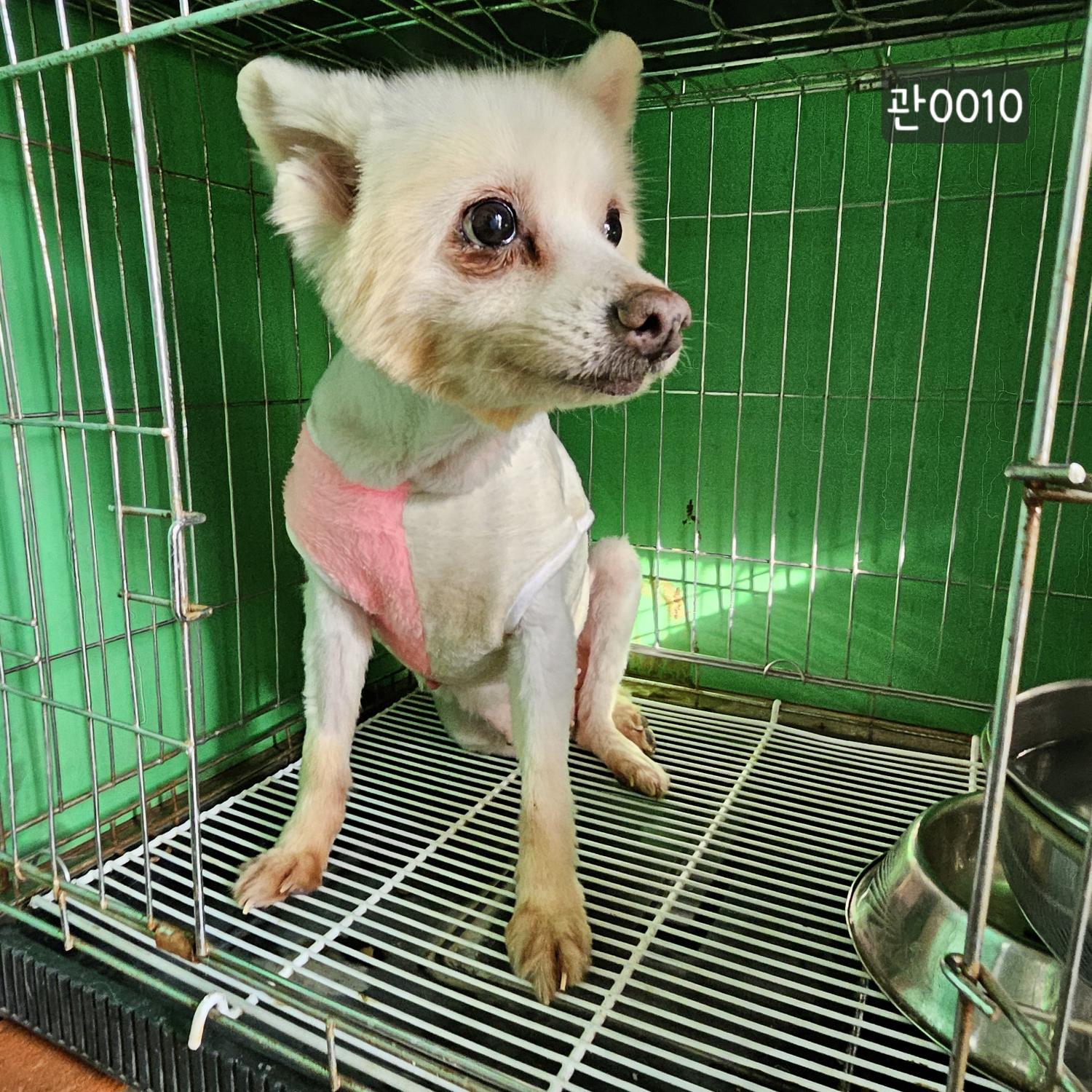 고양시동물보호센터_441394202400010
