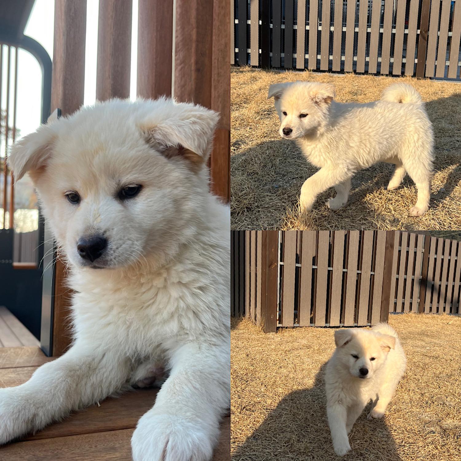 경주동물사랑보호센터_447505202301536