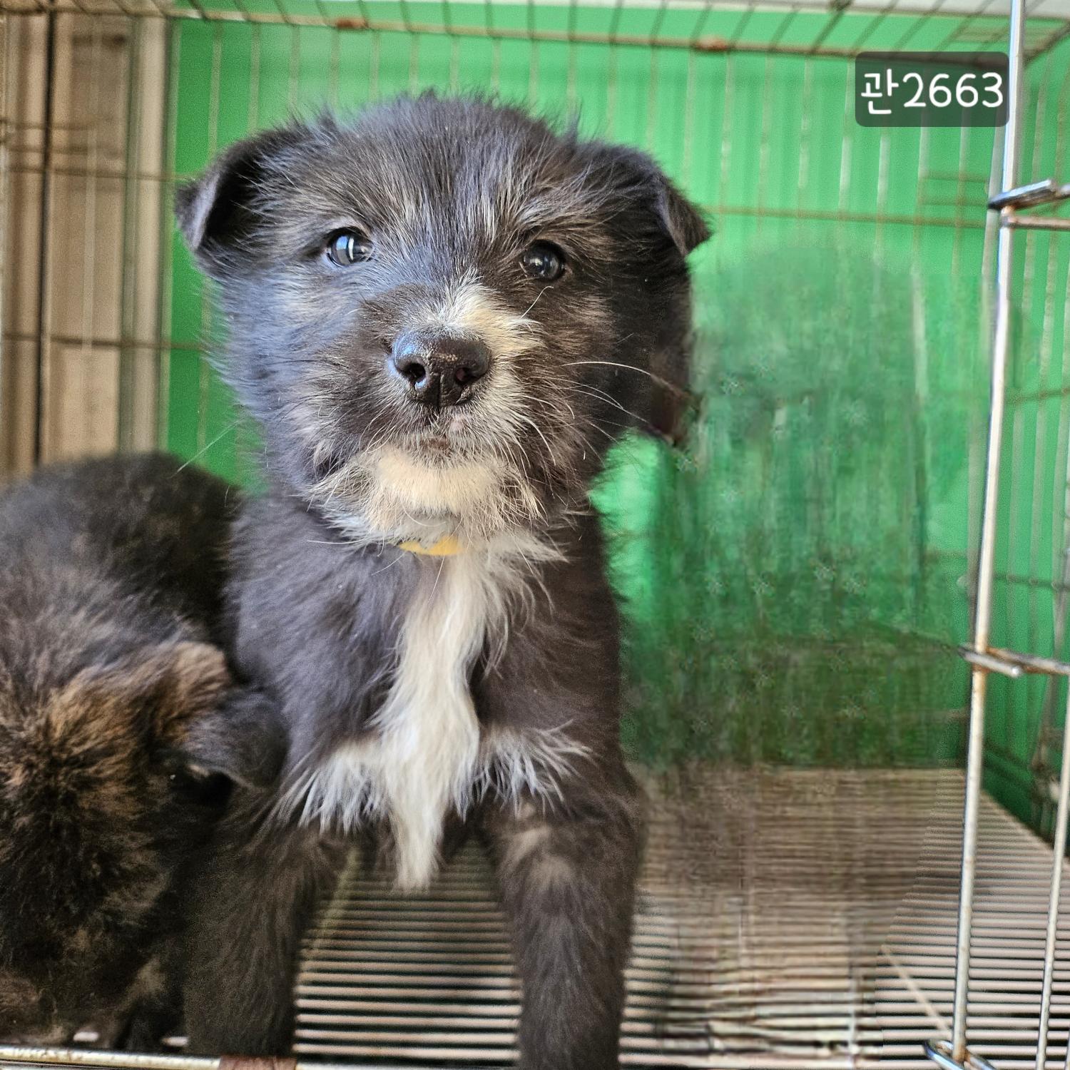 보호중 믹스견의 가…