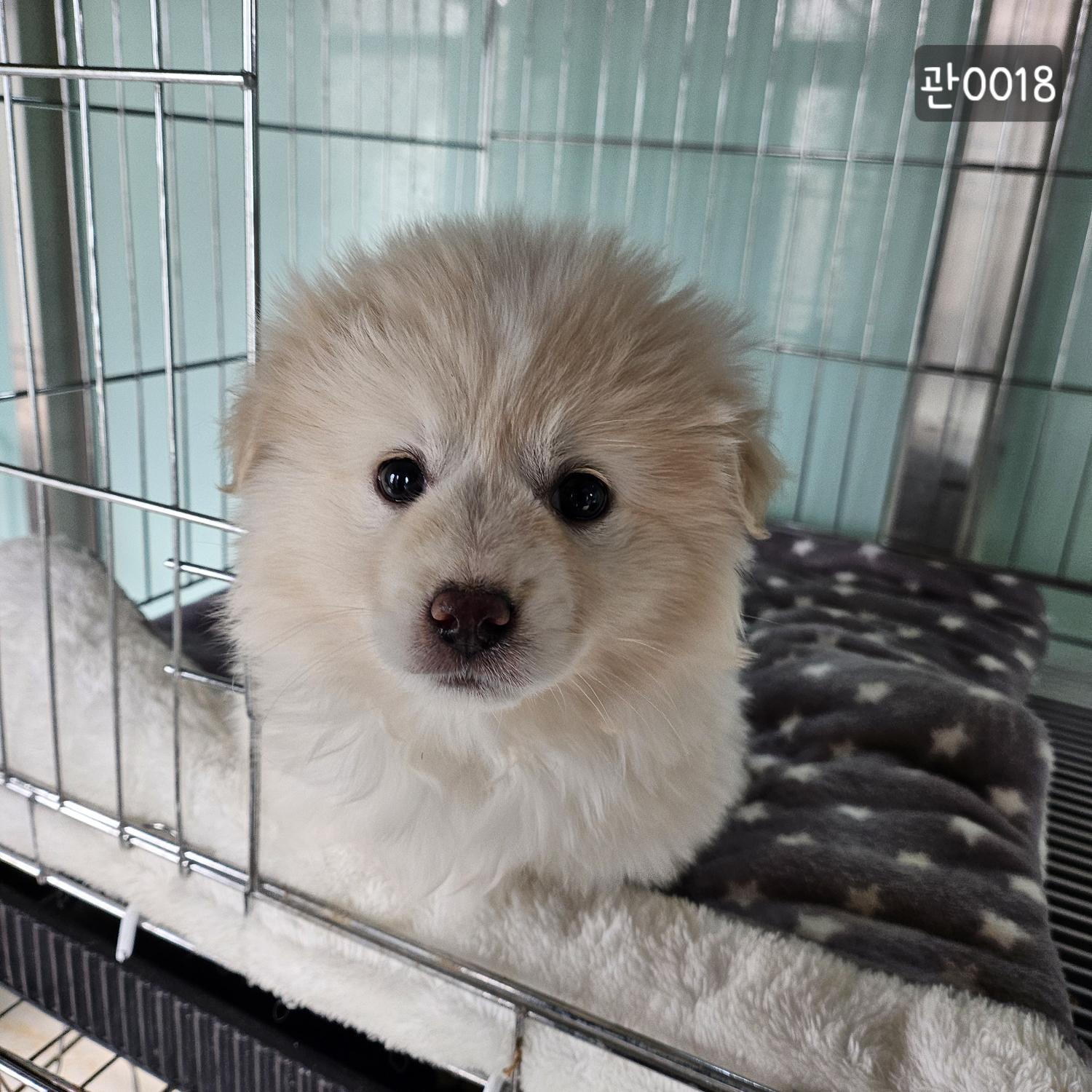 종료(기증) 믹스견…