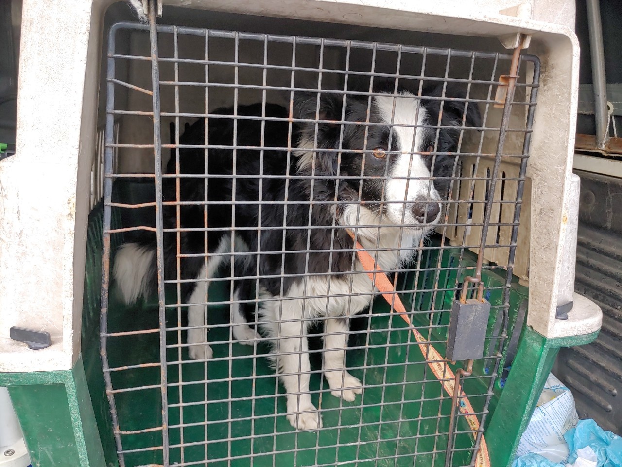 진해유기동물보호소_448532202400007