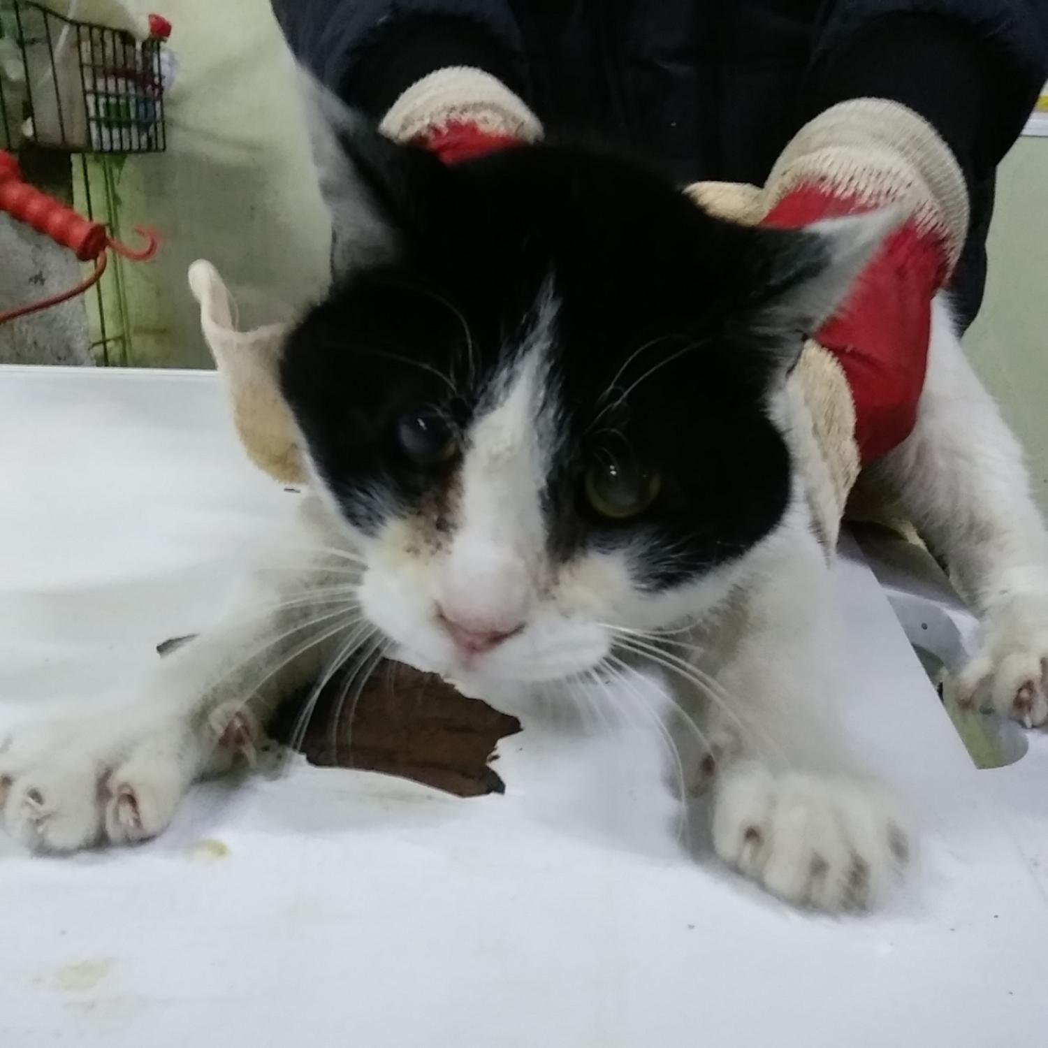 보호중 한국 고양이…