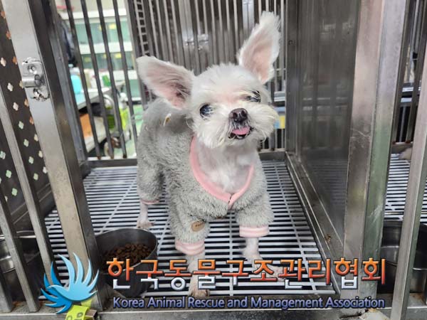 종료(반환) 말티즈…