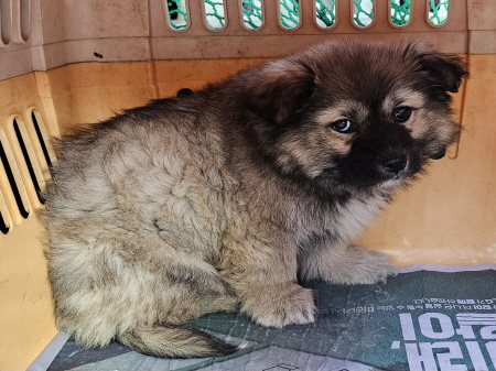 원주유기동물보호센터_442419202400020