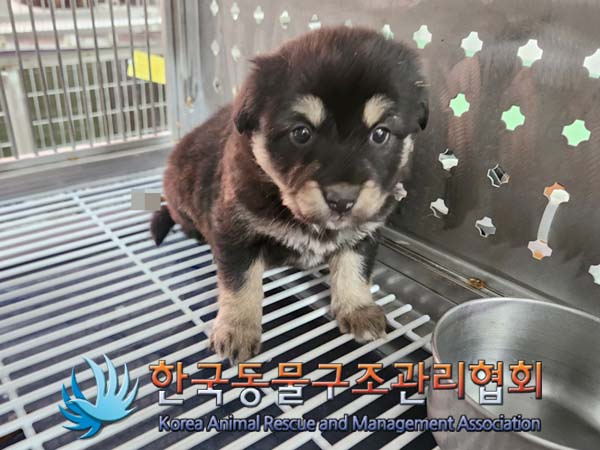한국동물구조관리협회_441559202400021