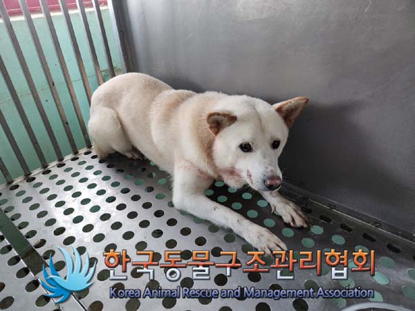종료(안락사) 믹스…