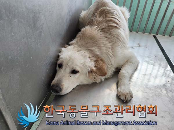 한국동물구조관리협회_441559202400024