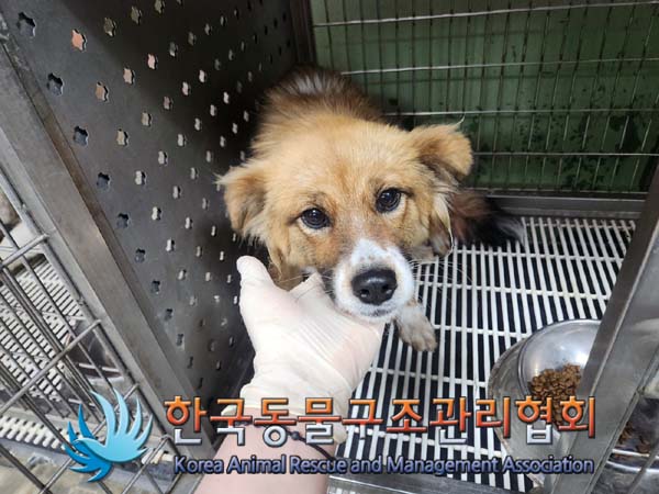 종료(자연사) 믹스…