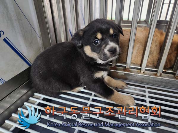 한국동물구조관리협회_441559202400019
