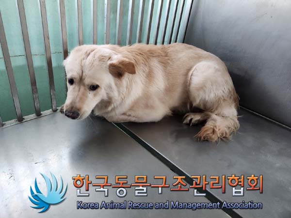 종료(안락사) 믹스…