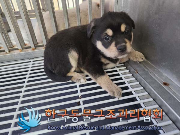 한국동물구조관리협회_441559202400020