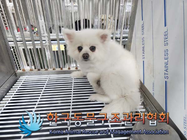 보호중 포메라니안의…