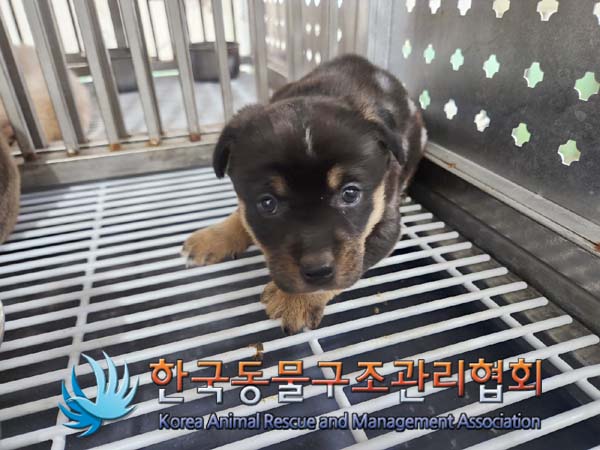 종료(안락사) 믹스…