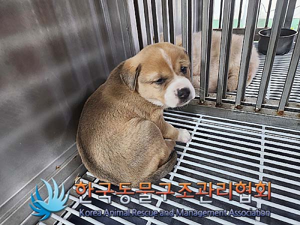 한국동물구조관리협회_441559202400017