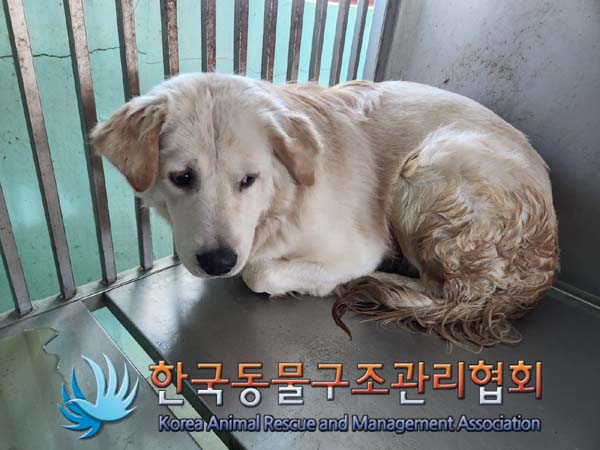 한국동물구조관리협회_441559202400025