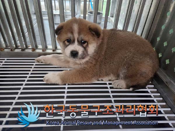 한국동물구조관리협회_441406202400054