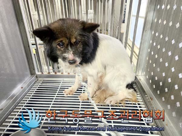 한국동물구조관리협회_411315202400008