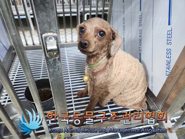 종료(자연사) 푸들…