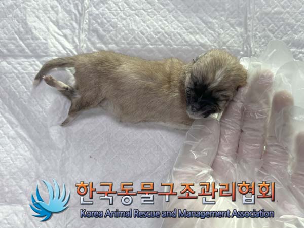 한국동물구조관리협회_441414202400019