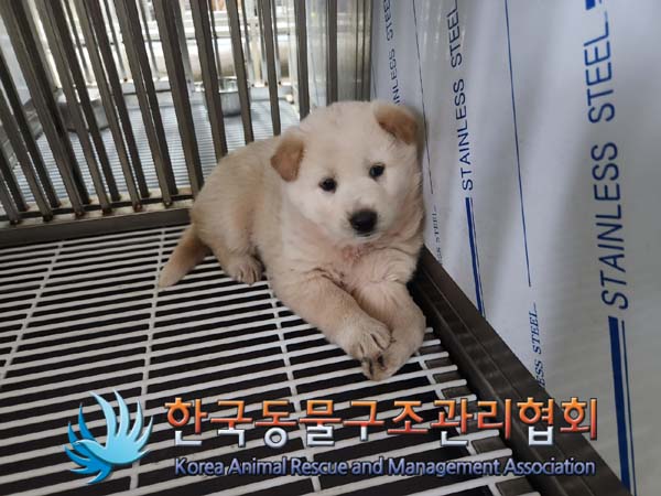 보호중 믹스견의 가…
